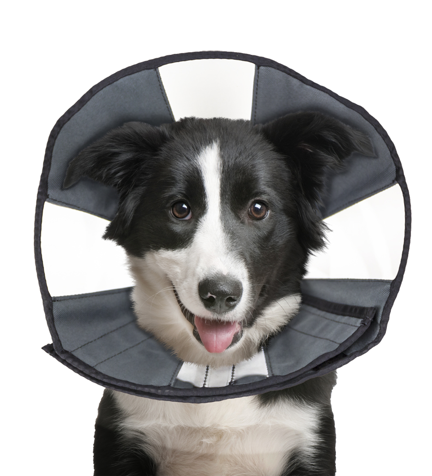 Zenpet Procone L 2025 Zenpet Procone L - Afbeelding 2