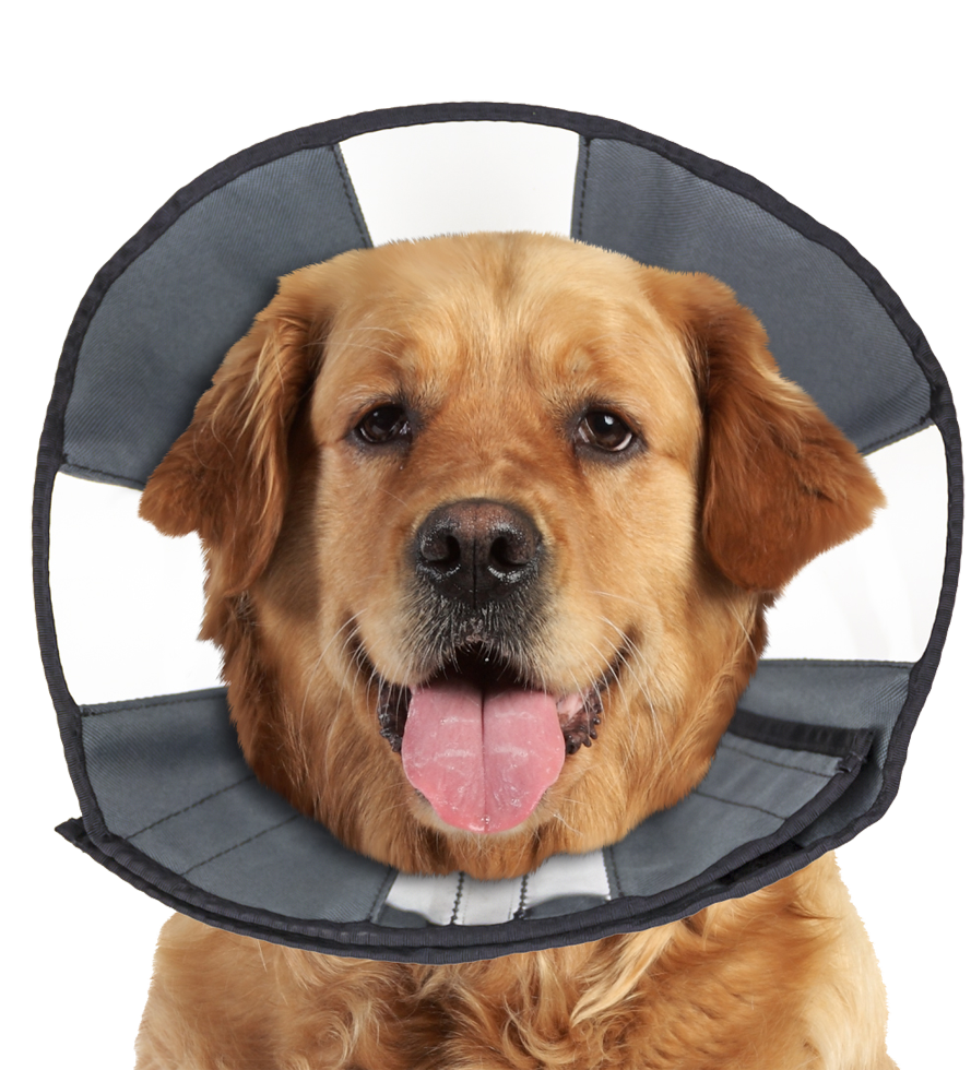 Zenpet Procone XL 2025 Zenpet Procone XL