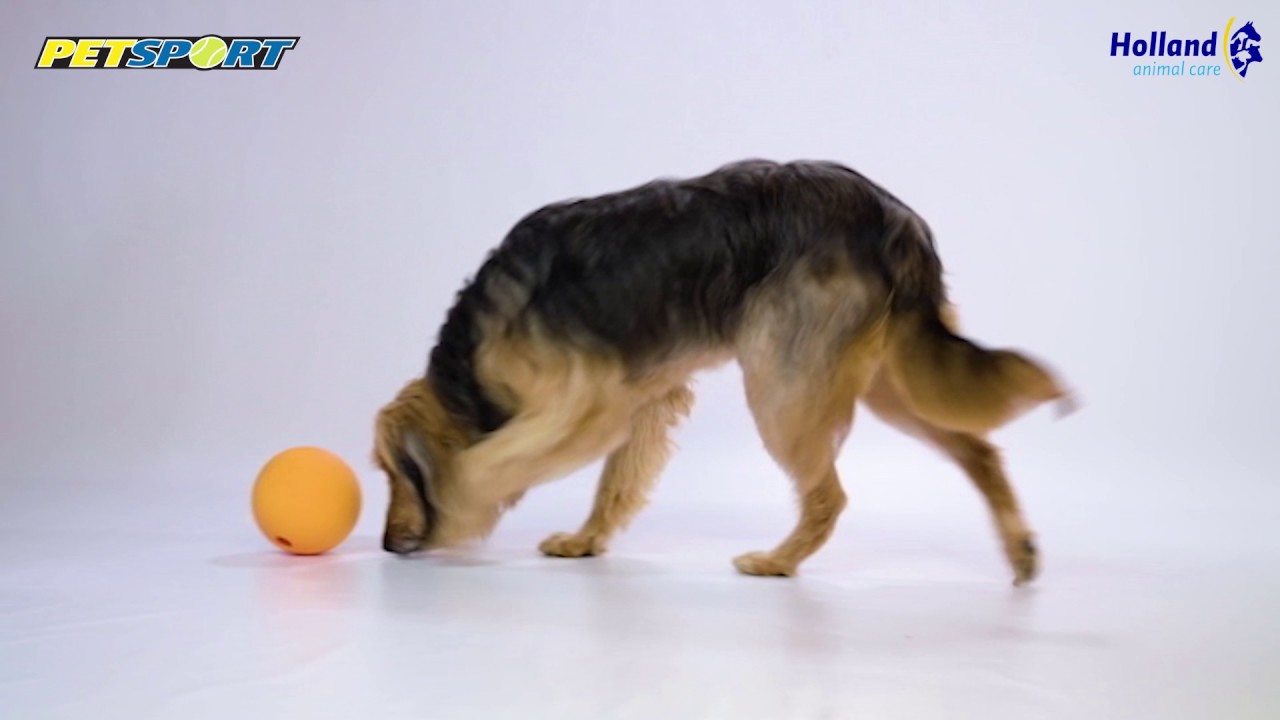 Petsport Kingpin Kibbler Zwart 2025 Petsport Kingpin Kibbler Zwart - Afbeelding 2