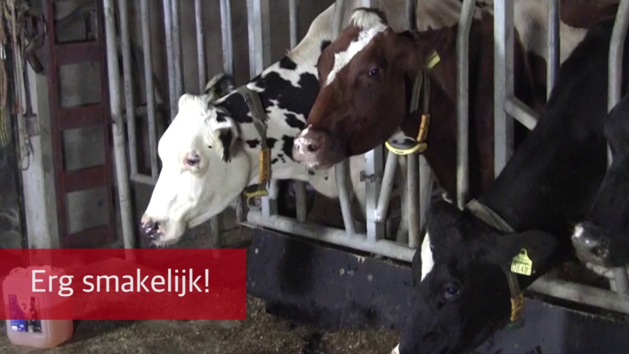 Excellent Diton 20 kg 2025 Excellent Diton 20 kg - Afbeelding 2