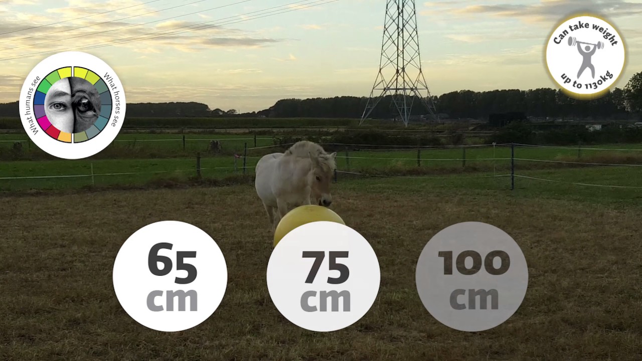 Maximus Power Play Ball 75 cm 2025 Maximus Power Play Ball 75 cm - Afbeelding 3