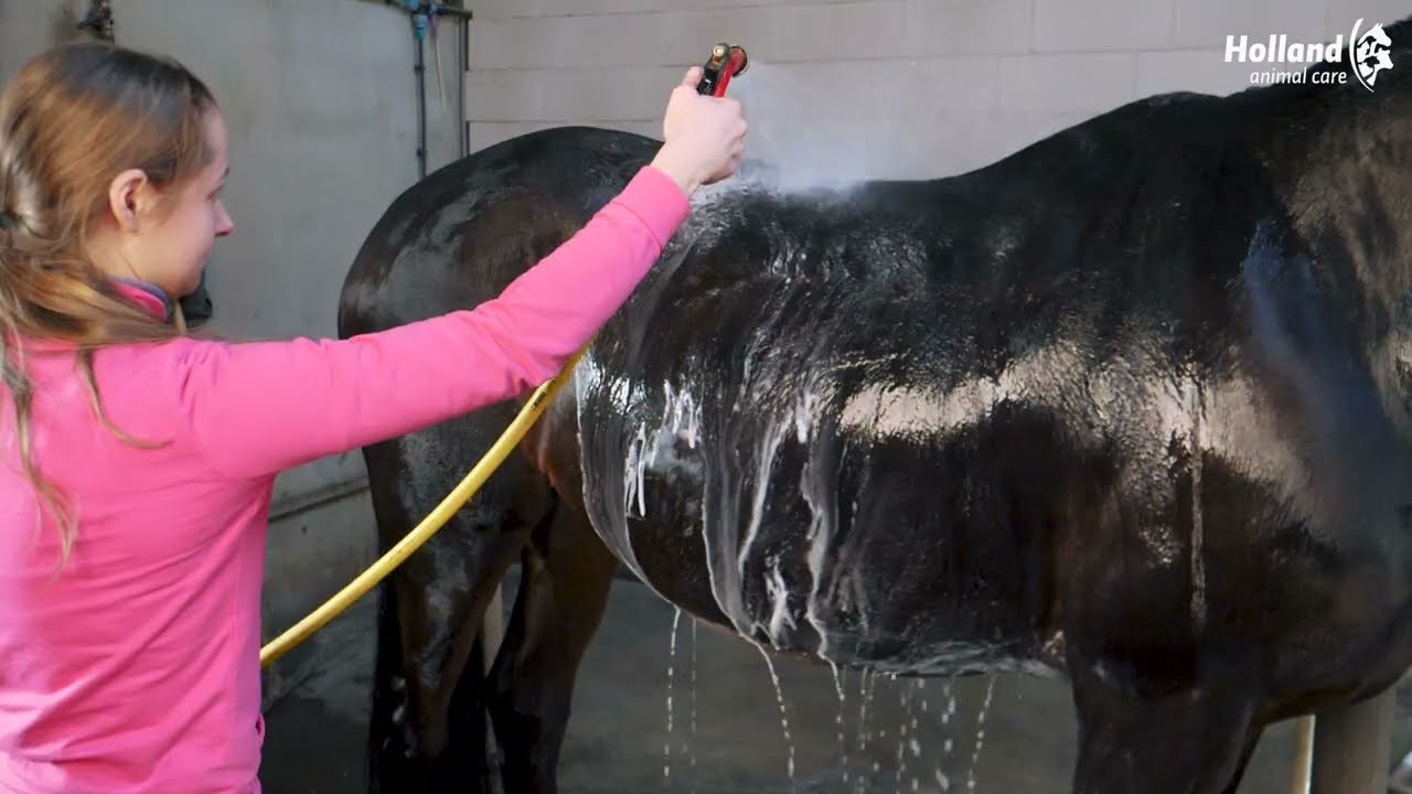 Excellent Horse Grooming Brush L Roze 2025 Excellent Horse Grooming Brush L Roze - Afbeelding 2