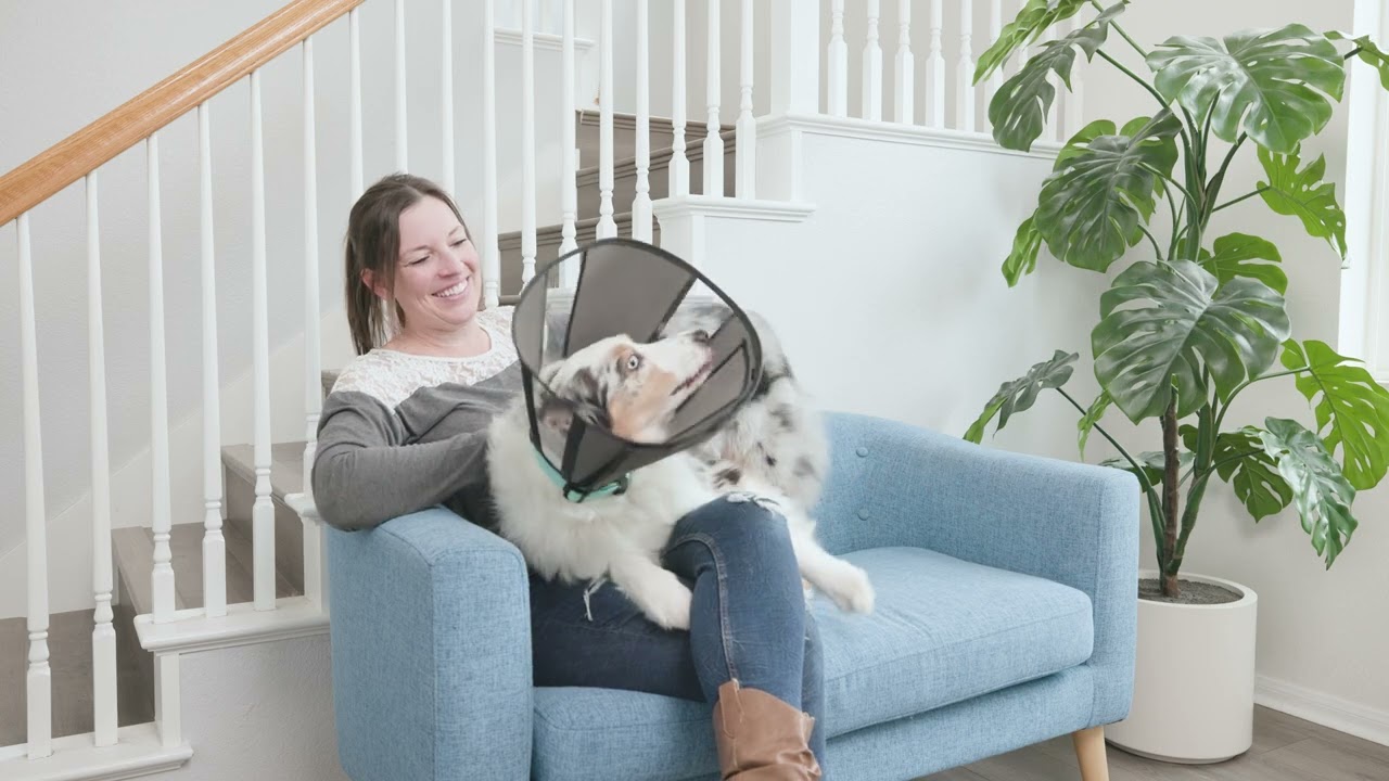 Zenpet Procone L 2025 Zenpet Procone L - Afbeelding 5