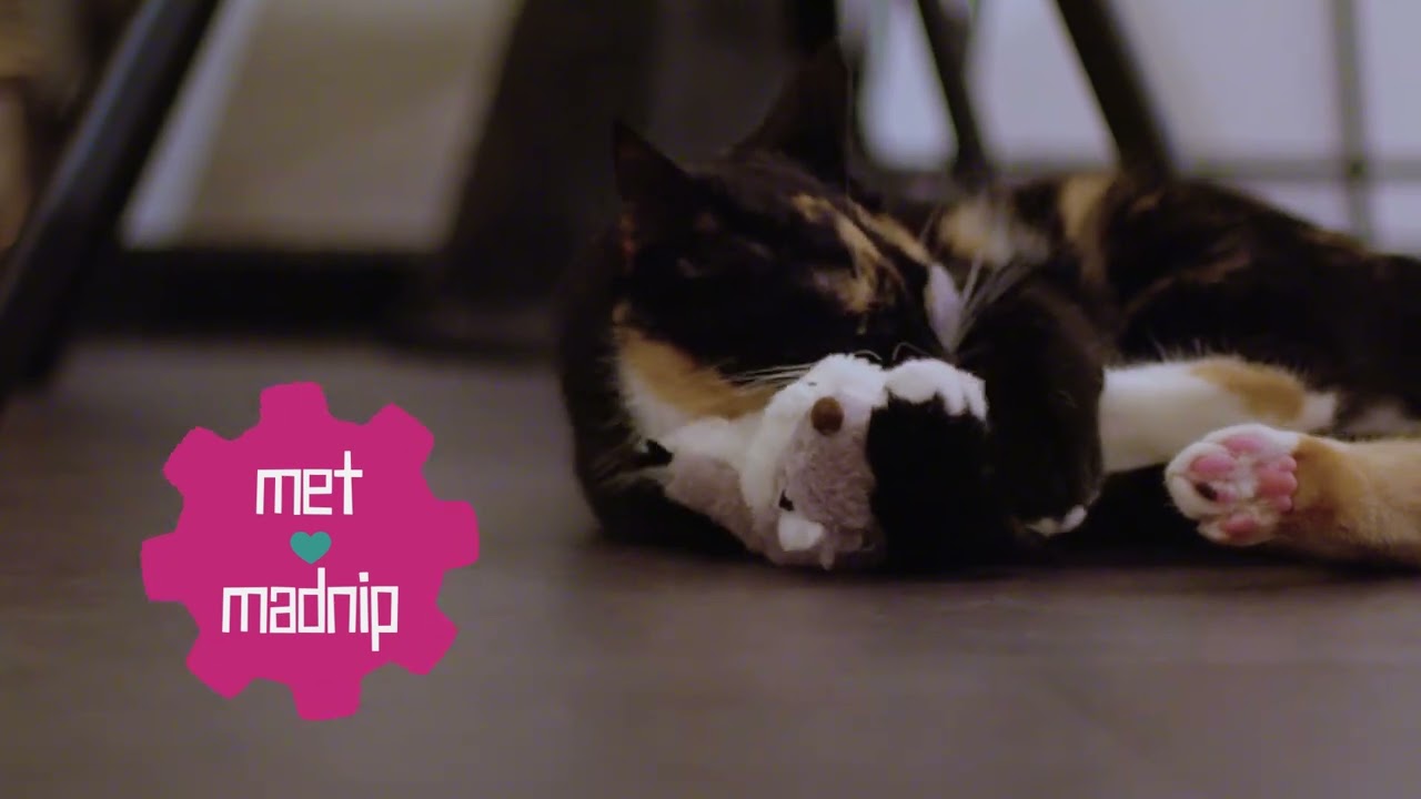 Robocat Adelaar 2025 Robocat Adelaar - Afbeelding 4