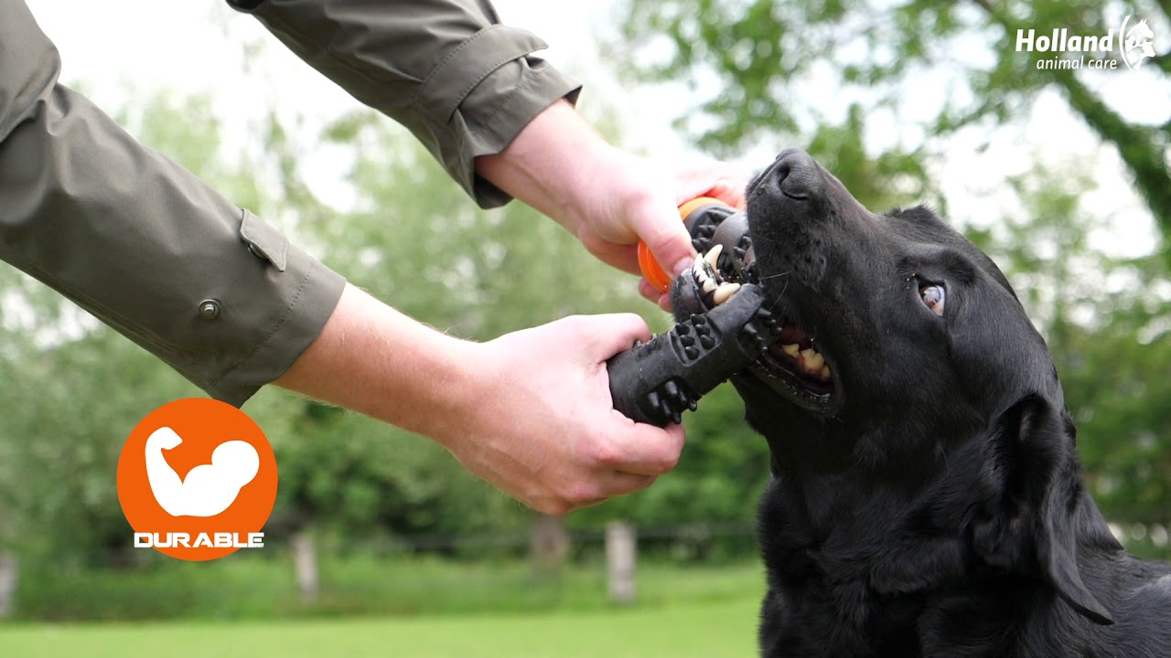 Dog Comets Meteor Werpstok Roze L 2025 Dog Comets Meteor Werpstok Roze L - Afbeelding 5