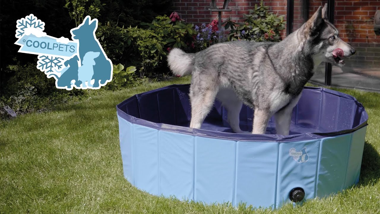 CoolPets Splash Dog Pool ø 100 x 25 cm 2025 CoolPets Splash Dog Pool ø 100 x 25 cm - Afbeelding 2