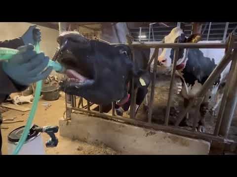 Excellent Cow Drencher Drill Driven 2025 Excellent Cow Drencher Drill Driven - Afbeelding 3