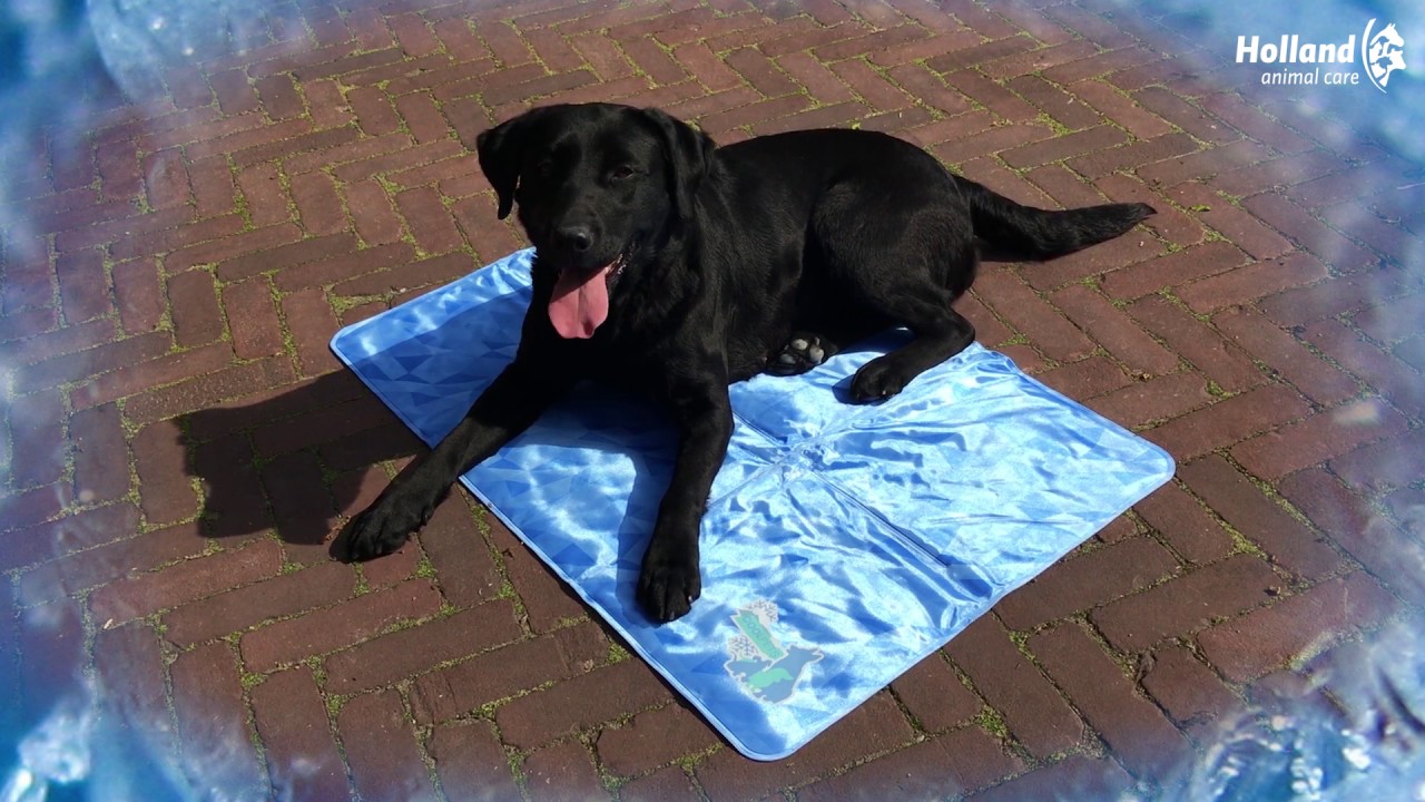 CoolPets Dog Mat 24/7 Anti-Slip Cover S 2025 CoolPets Dog Mat 24/7 Anti-Slip Cover S - Afbeelding 4