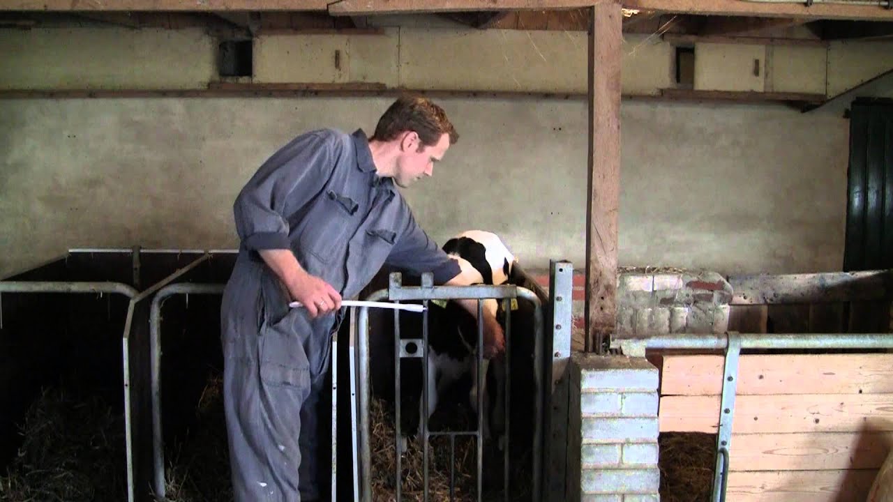 Excellent Black Garlic Bolus Kalf 2025 Excellent Black Garlic Bolus Kalf - Afbeelding 2