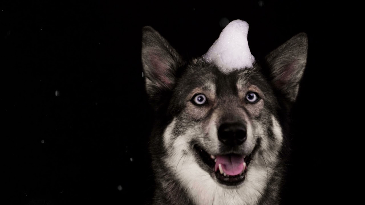 Groomers Secret Shampoo Bar Eucalyptus 2025 Groomers Secret Shampoo Bar Eucalyptus - Afbeelding 5